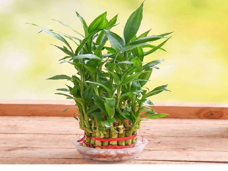 Bamboo Plant customised gift BHEL Hyderabad